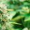 Consejos para un mejor cultivo de la marihuana terapéutica